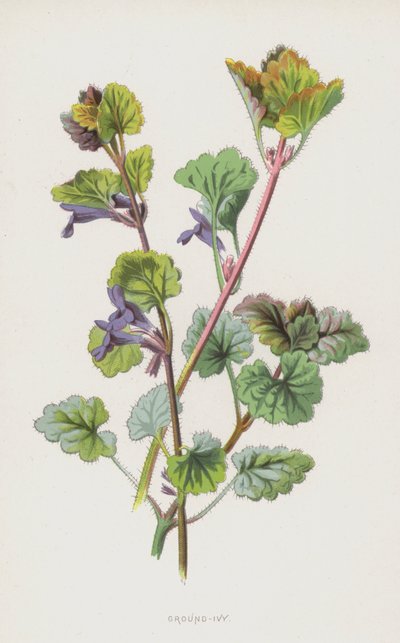اللبلاب الأرضي (chromolitho) بواسطة فريدريك إدوارد هولم