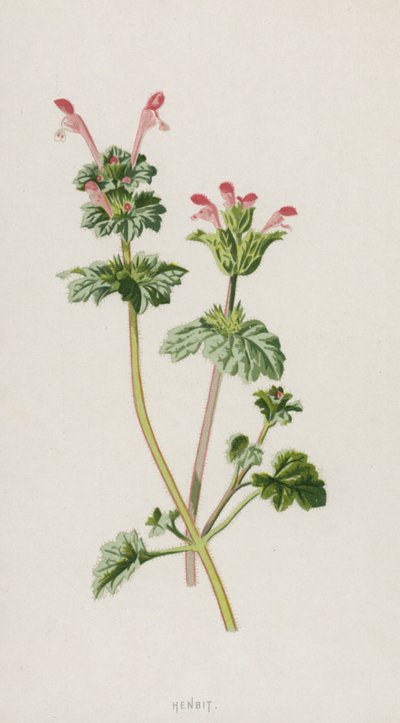 Henbit (chromolitho) بواسطة فريدريك إدوارد هولم