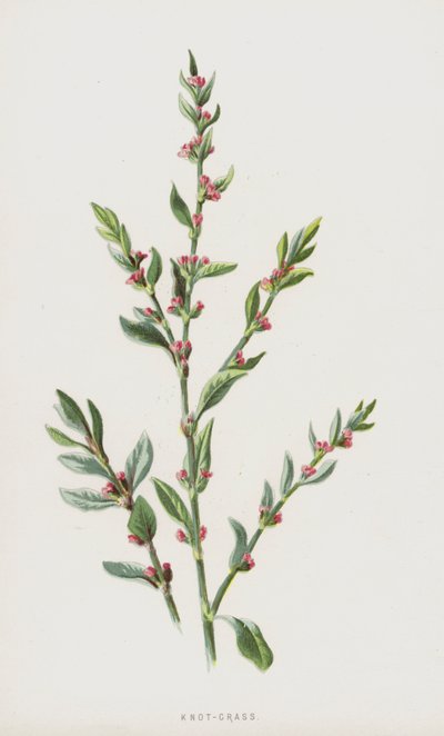 عقدة - عشب (chromolitho) بواسطة فريدريك إدوارد هولم