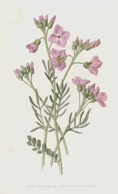 Ladys Smock أو Bitter Cress أو Cuckooflower (chromolitho) بواسطة فريدريك إدوارد هولم