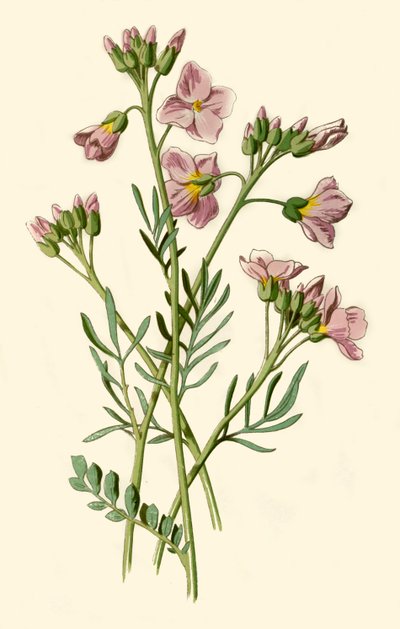 Ladys Smock ، Bittercress أو Cuckoo Flower ، 1877. بواسطة فريدريك إدوارد هولم