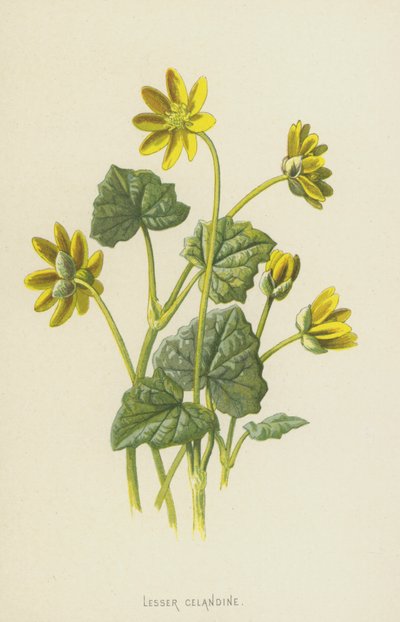 بقلة الخطاطيف الصغرى (chromolitho) بواسطة فريدريك إدوارد هولم