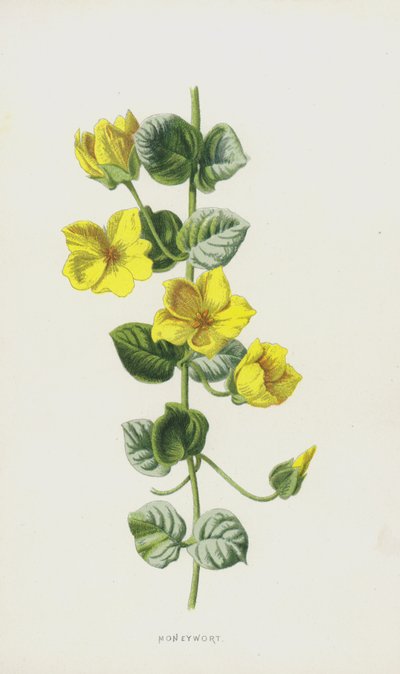 Moneywort (chromolitho) بواسطة فريدريك إدوارد هولم