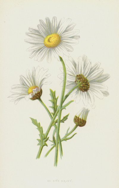 أقحوان Ox-Eye (chromolitho) بواسطة فريدريك إدوارد هولم
