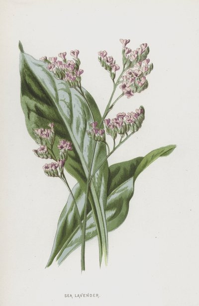 Sea Lavender (كروموليثو) بواسطة فريدريك إدوارد هولم