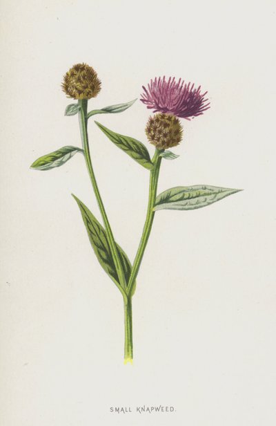 الأعشاب الصغيرة (chromolitho) بواسطة فريدريك إدوارد هولم