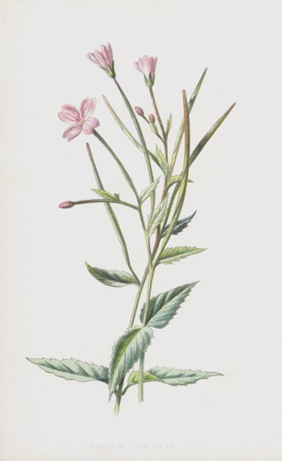 عشب الصفصاف الصغير (chromolitho) بواسطة فريدريك إدوارد هولم
