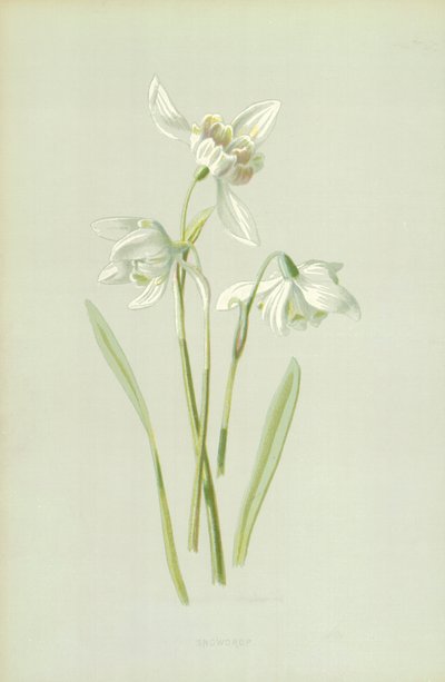 Snowdrop بواسطة فريدريك إدوارد هولم