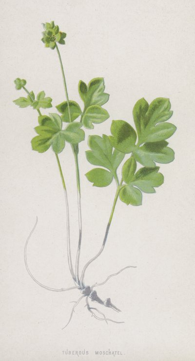 درنة موسشاتيل (chromolitho) بواسطة فريدريك إدوارد هولم