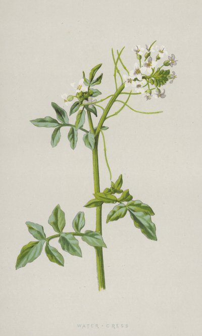 رشاد الماء (chromolitho) بواسطة فريدريك إدوارد هولم