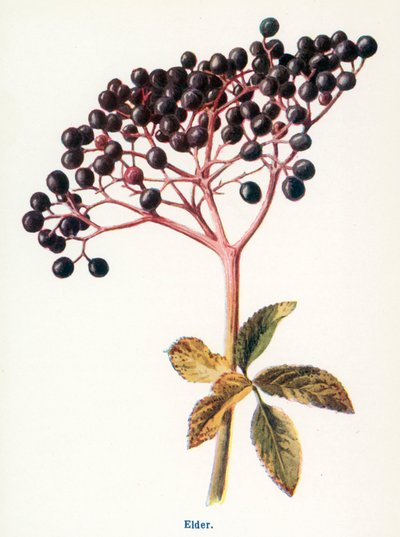  بواسطة Frederick Edward Hulme