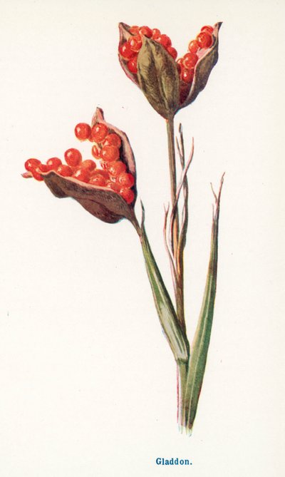  بواسطة Frederick Edward Hulme