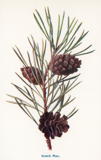  بواسطة Frederick Edward Hulme
