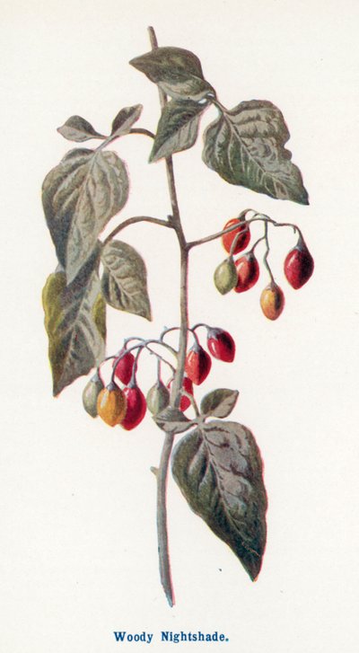 بواسطة Frederick Edward Hulme