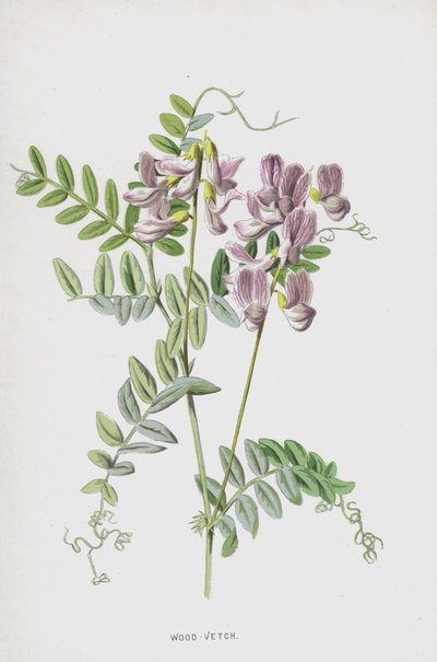 خشب البيقية (chromolitho) بواسطة فريدريك إدوارد هولم