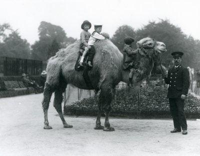 رحلة جمل باكتريانية مع الحارس هاري وارويك في حديقة حيوان لندن ، يونيو 1924 بواسطة فريدريك وليام بوند