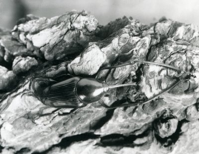 سوسة من الخيزران تستريح على قطعة من اللحاء ، حديقة حيوان لندن ، 1927 بواسطة فريدريك وليام بوند