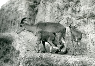 خروف بربري / Aoudad / Waddan / Arui / Arruis تقف مع صغيريها على Mappin Terraces ، حديقة حيوان لندن ، أغسطس 1927 (صورة b / w) بواسطة فريدريك وليام بوند