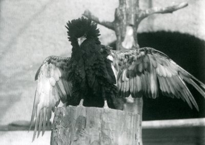 A Bateleur Eagle يقف على جذع شجرة وينتشر جناحيه ، حديقة حيوان لندن ، 1925 بواسطة فريدريك وليام بوند