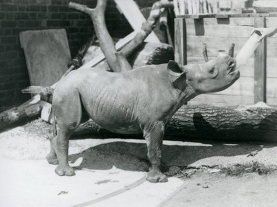 عجول وحيد القرن الأسود يغذيها حارسه ، حديقة حيوان لندن ، سبتمبر 1928 بواسطة فريدريك وليام بوند