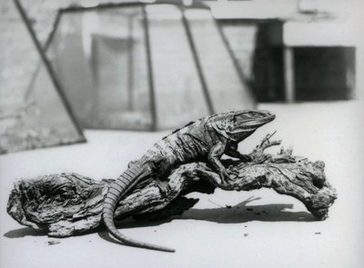 إيغوانا أسود شائك الذيل يستريح على سجل في حديقة حيوان لندن في أغسطس 1928 (صورة b / w) بواسطة فريدريك وليام بوند