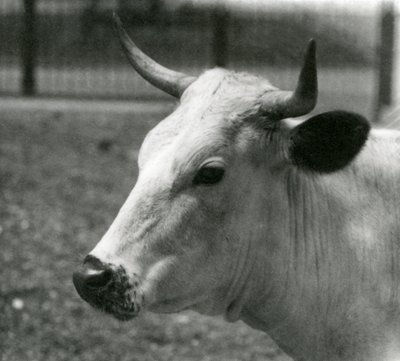 A Chartley Cow في حديقة حيوان لندن ، يوليو 1924 بواسطة فريدريك وليام بوند