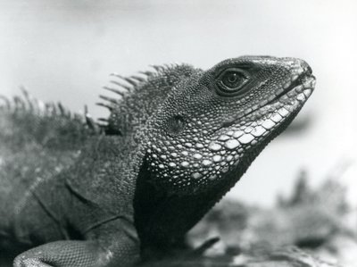صيني / آسيوي / تايلاندي / تنين الماء الأخضر في حديقة حيوان لندن في أغسطس 1928 (b / w photo) بواسطة فريدريك وليام بوند