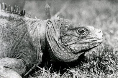A Clouded Rock Iguana Methuselah ، يرتدي طوقًا ، يمشي على حديقة في حديقة حيوان لندن ، يوليو 1924 بواسطة فريدريك وليام بوند
