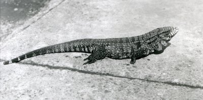 A CommonGoldGoldenBlackColumbian Tegu أو Tiger Lizard في حديقة حيوان لندن في أغسطس 1926 بواسطة فريدريك وليام بوند