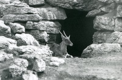 إيلاند مشترك يستريح في مدخل ملجأه بين الصخور في Eland / Antelope Paddock ، حديقة حيوان لندن في عام 1929 (صورة b / w) بواسطة فريدريك وليام بوند