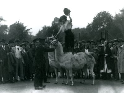 تقف راعية البقر على اللاما خلال زيارة إلى حديقة حيوان لندن ، في عام 1924 بواسطة فريدريك وليام بوند