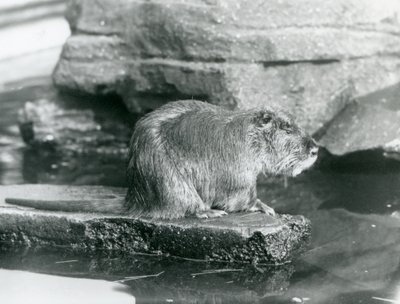 A Coypu يجلس على حافة صخرية في حوض سباحة في محيطه في حديقة حيوان لندن ، فبراير 1928 (b / w photo) بواسطة فريدريك وليام بوند