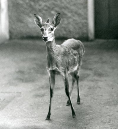A CrownedSahelWest African Bush Duiker في حديقة حيوان لندن في أغسطس 1927 بواسطة فريدريك وليام بوند