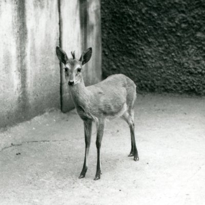 A CrownedSahelWest African Bush Duiker في حديقة حيوان لندن في أغسطس 1927 بواسطة فريدريك وليام بوند