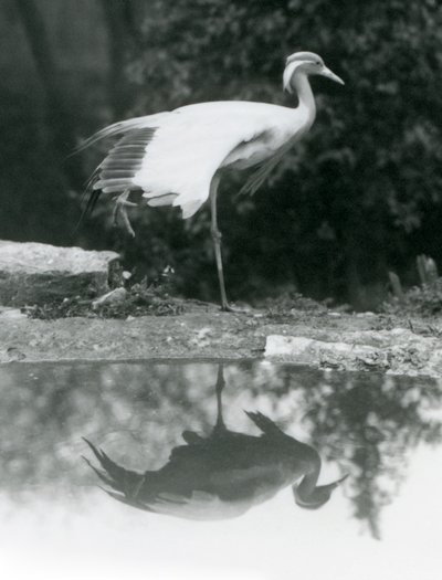 يقف Demoiselle Crane ، على ساق واحدة ، مع انعكاس يشبه المرآة في المسبح أدناه ، حديقة حيوان لندن بواسطة فريدريك وليام بوند