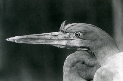 جالوت هيرون في حديقة حيوان لندن عام 1924 بواسطة فريدريك وليام بوند