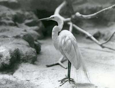 GreatCommon Egret أو Great White Heron في تكاثر الريش ، واقفا على أرضية محيطه في حديقة حيوان لندن في يونيو 1928 بواسطة فريدريك وليام بوند