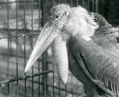 اللقلق الأكبر في حديقة حيوان لندن في يوليو 1925 بواسطة فريدريك وليام بوند