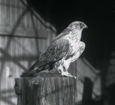 A Gyrfalcon يستريح على سجل ، حديقة حيوان لندن ، ديسمبر 1925 بواسطة فريدريك وليام بوند