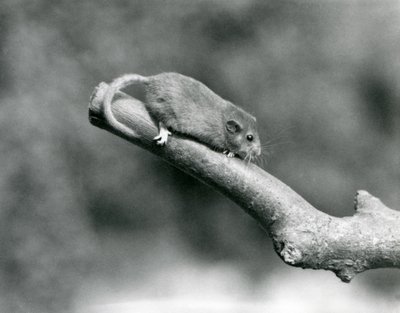 A Hazel / Common Dormouse في أحد الفروع ، حديقة حيوان لندن بواسطة فريدريك وليام بوند
