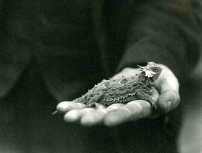 سحلية مقرن تقع في يد حراسها ، حديقة حيوان لندن ، أبريل 1923 (صور من وزن الجسم) بواسطة فريدريك وليام بوند