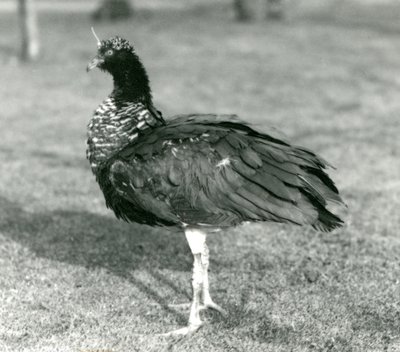صرخة مقرن تقف على العشب في حديقة حيوان لندن في سبتمبر 1927 بواسطة فريدريك وليام بوند