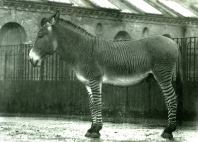 حمار وحشي هجين في غلافه في حديقة حيوان لندن ، 1924 (صور من وزن الجسم) بواسطة فريدريك وليام بوند