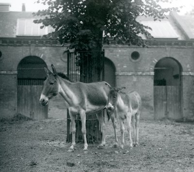 KiangTibetan Wild AssKhyangGorkhar ومهرها يقفان تحت شجرة في حقلهم ، حديقة حيوان لندن ، أغسطس 1927 بواسطة فريدريك وليام بوند