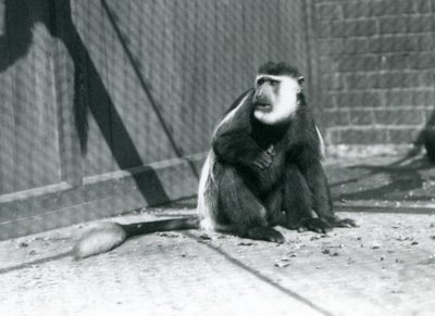 قرد Colobus أبيض وأسود Kikuyu يجلس في ضميمة في حديقة حيوان لندن في يوليو 1925 بواسطة فريدريك وليام بوند