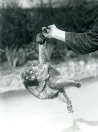 تم تعليق Kinkajou من إصبع الحراس من ذيله قبل الأوان ، حديقة حيوان لندن ، سبتمبر 1925 بواسطة فريدريك وليام بوند