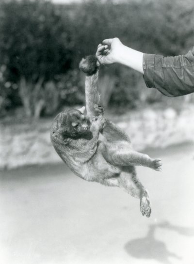 تم تعليق Kinkajou من إصبع الحراس من ذيله قبل الأوان ، حديقة حيوان لندن ، سبتمبر 1925 بواسطة فريدريك وليام بوند