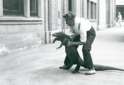 تنين كومودو معلق على أرجله الخلفية ، بواسطة حارس في حديقة حيوان لندن في أغسطس 1928 (صورة بالأبيض والأسود) بواسطة فريدريك وليام بوند