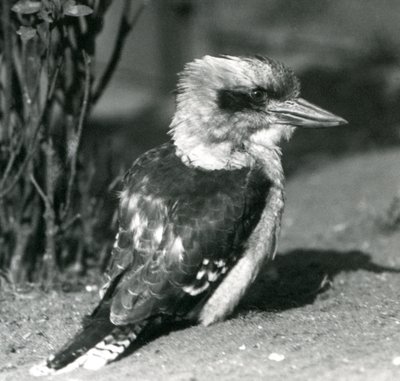 ضحك كوكابورا في حديقة حيوان لندن في أبريل 1925 بواسطة فريدريك وليام بوند