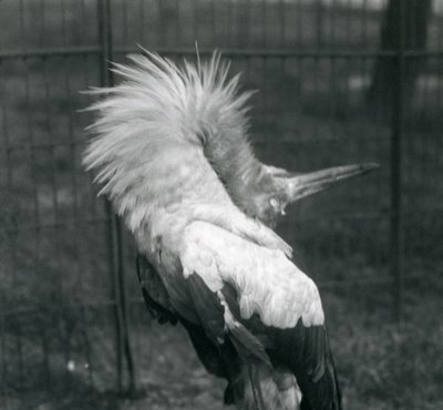 A Maguari Stork يؤدي العرض لأعلى ، حديقة حيوان لندن ، يوليو 1925 بواسطة فريدريك وليام بوند